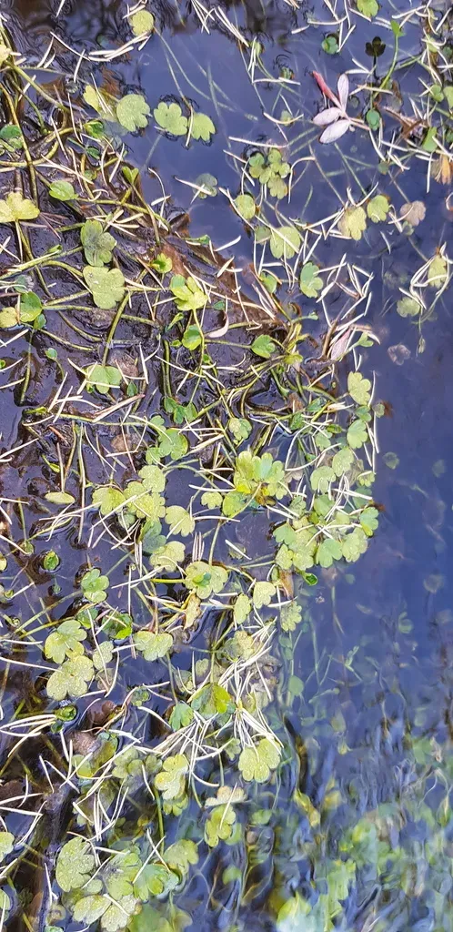 Ranunculus Natans