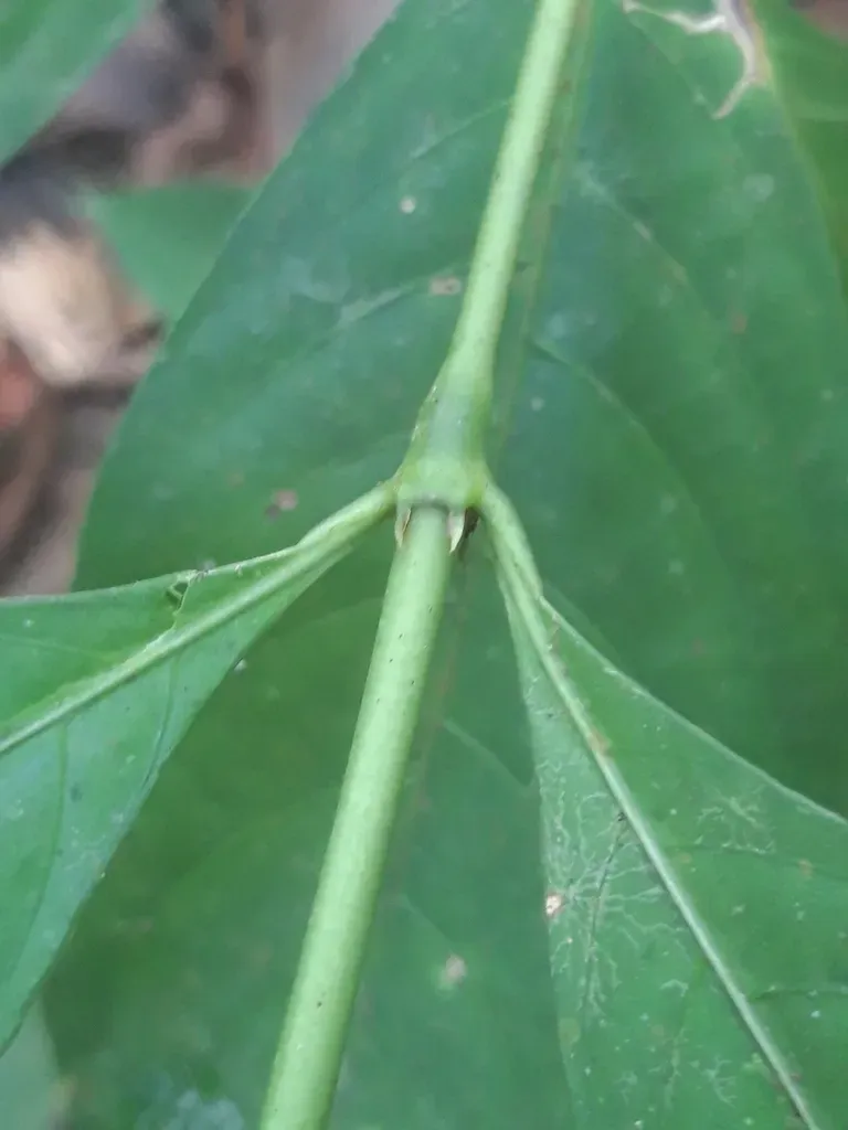 Palicourea Gracilenta