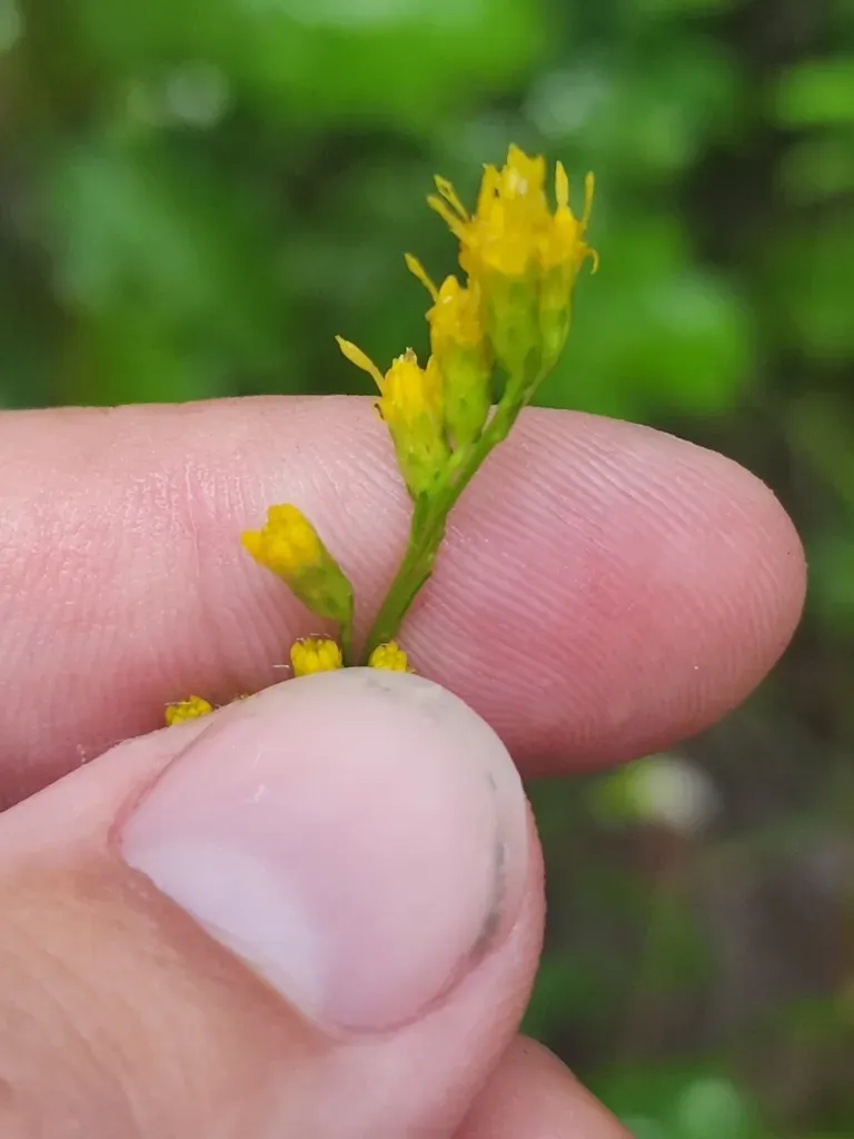 Dixie Goldenrod