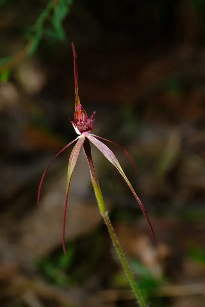 Wine-lipped Spider Orchid