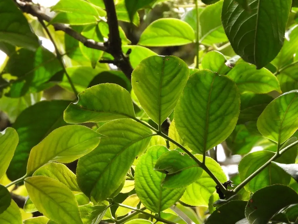 Turpinia Occidentalis