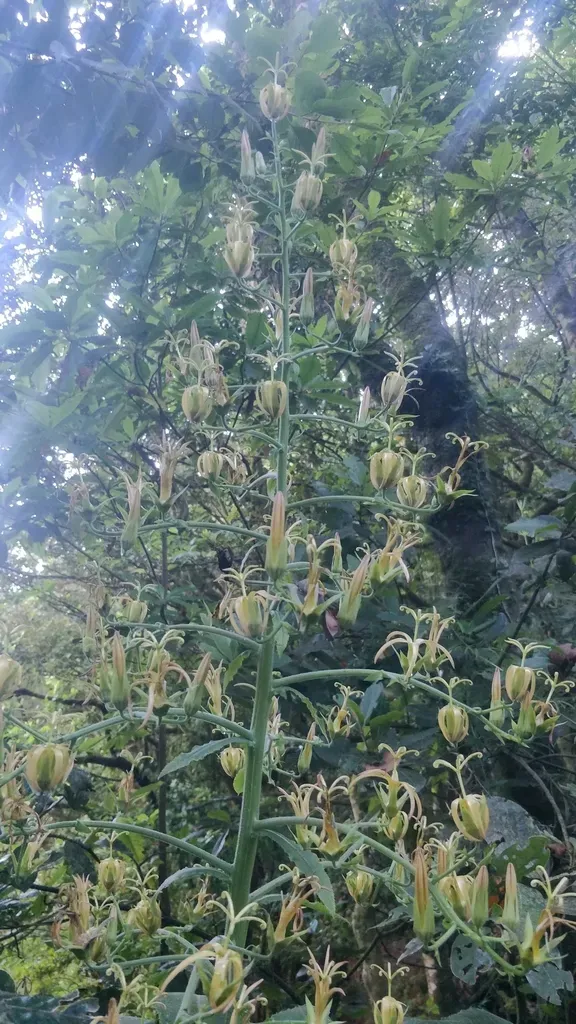 Musschia Wollastonii