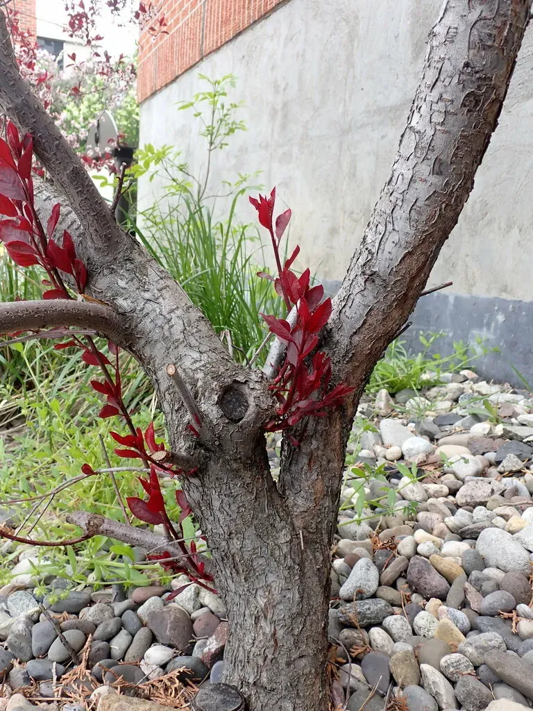 Purple-leaved Sand Cherry