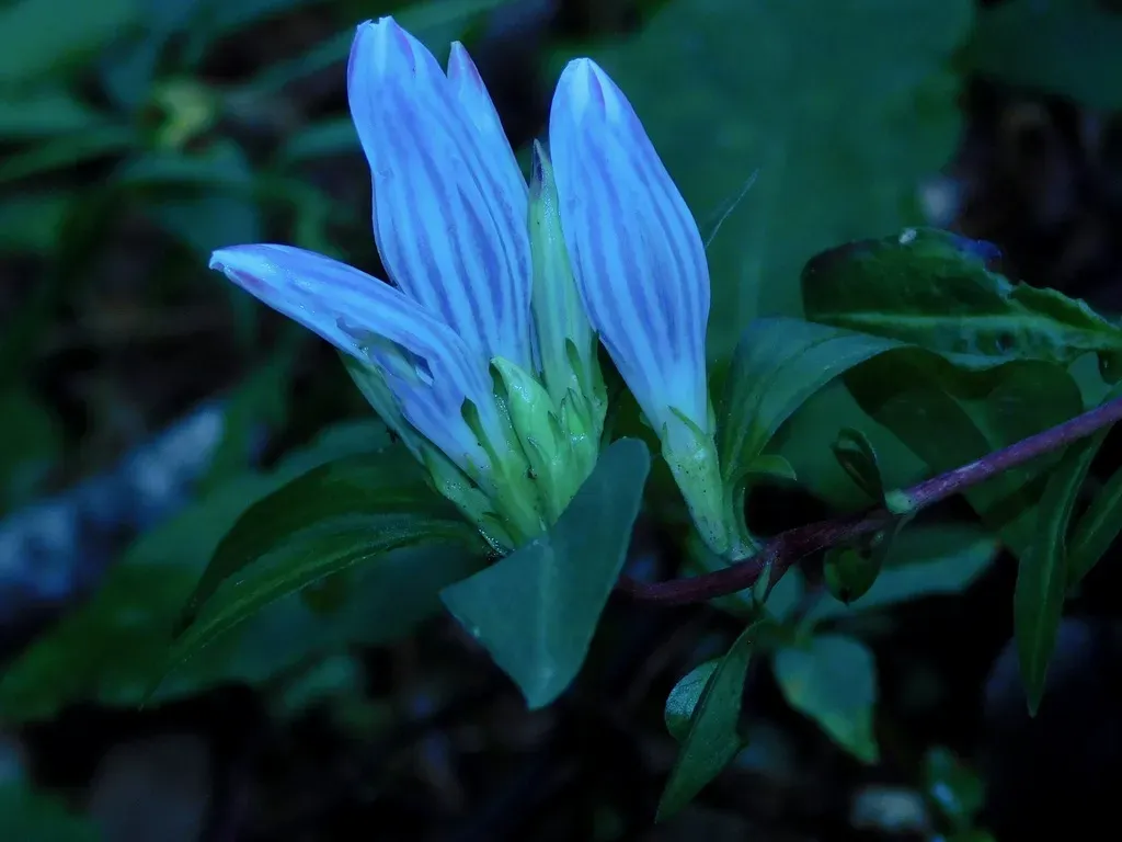 Appalachian Gentian