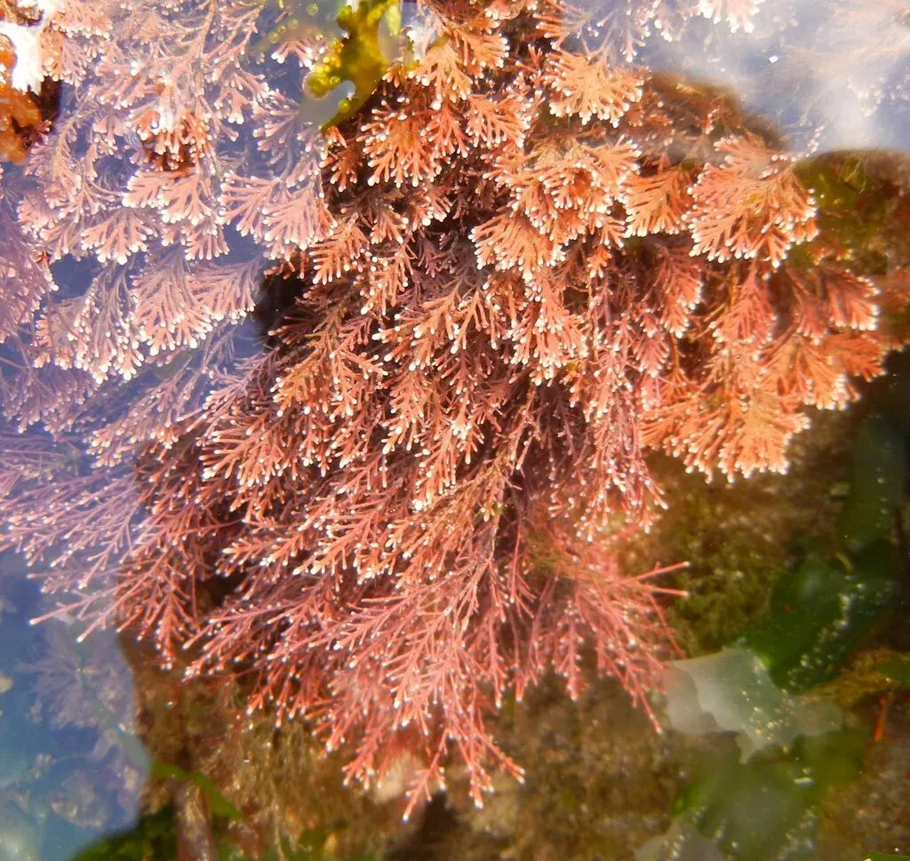 Coralline Red Algae