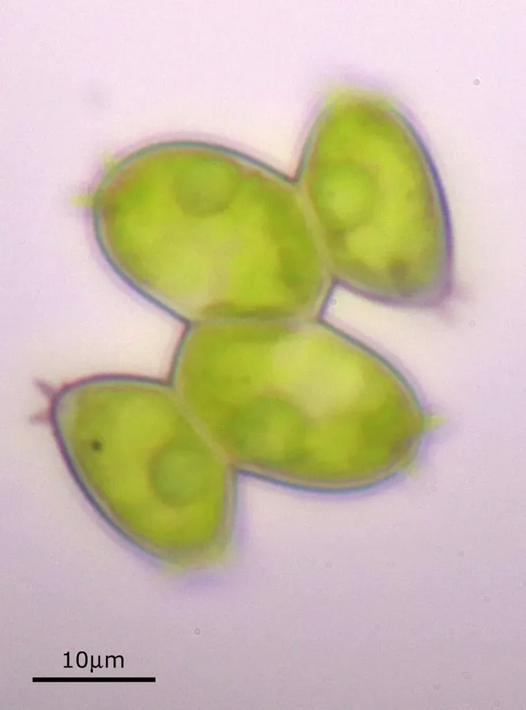 Desmodesmus Denticulatus