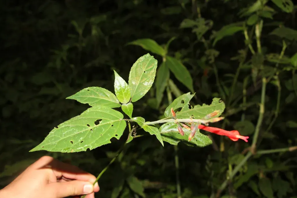 Salvia Pauciserrata