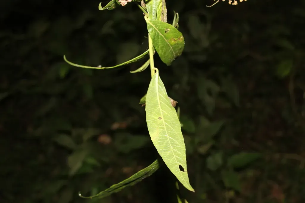 Lepidaploa Lehmannii