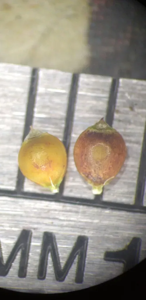 Rhynchospora Pallida