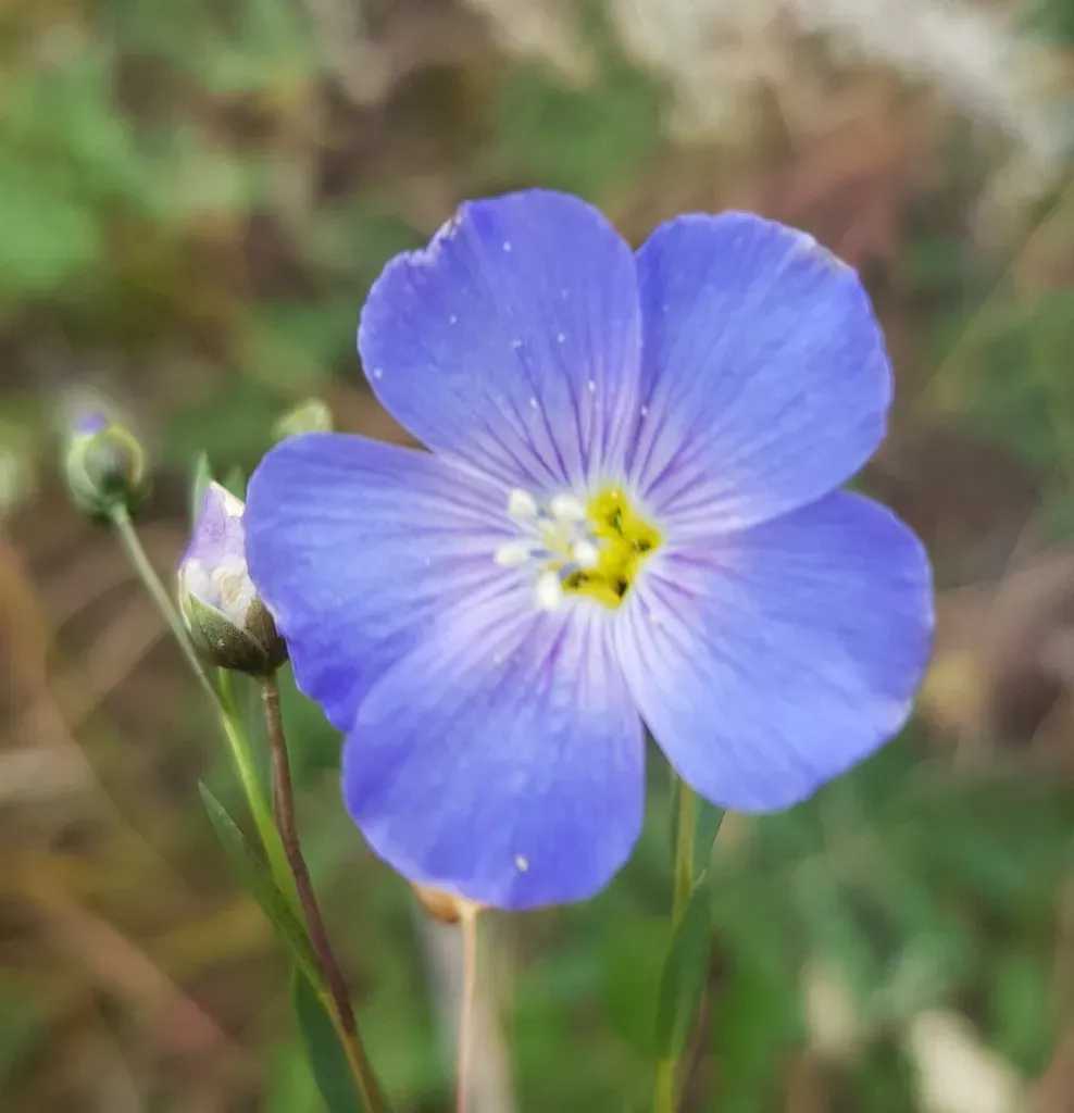 Linum Baicalense