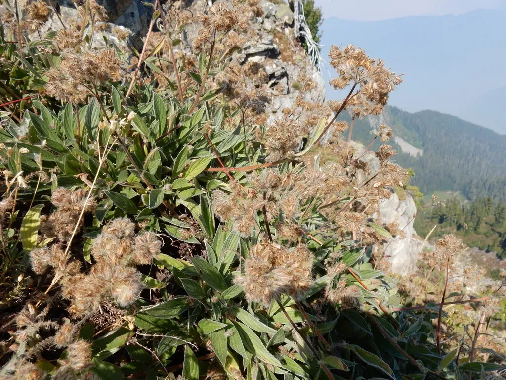 Narrow-sepal Scorpionweed