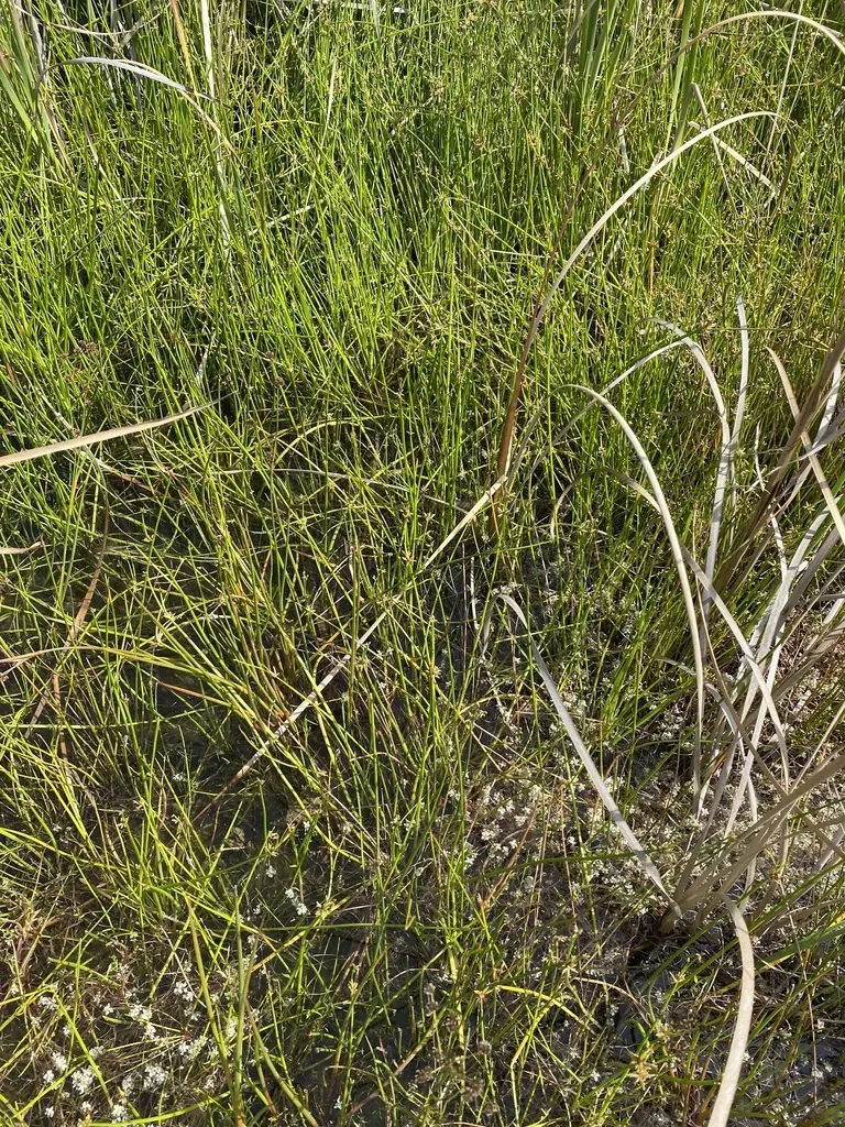 Grassveld Clubrush