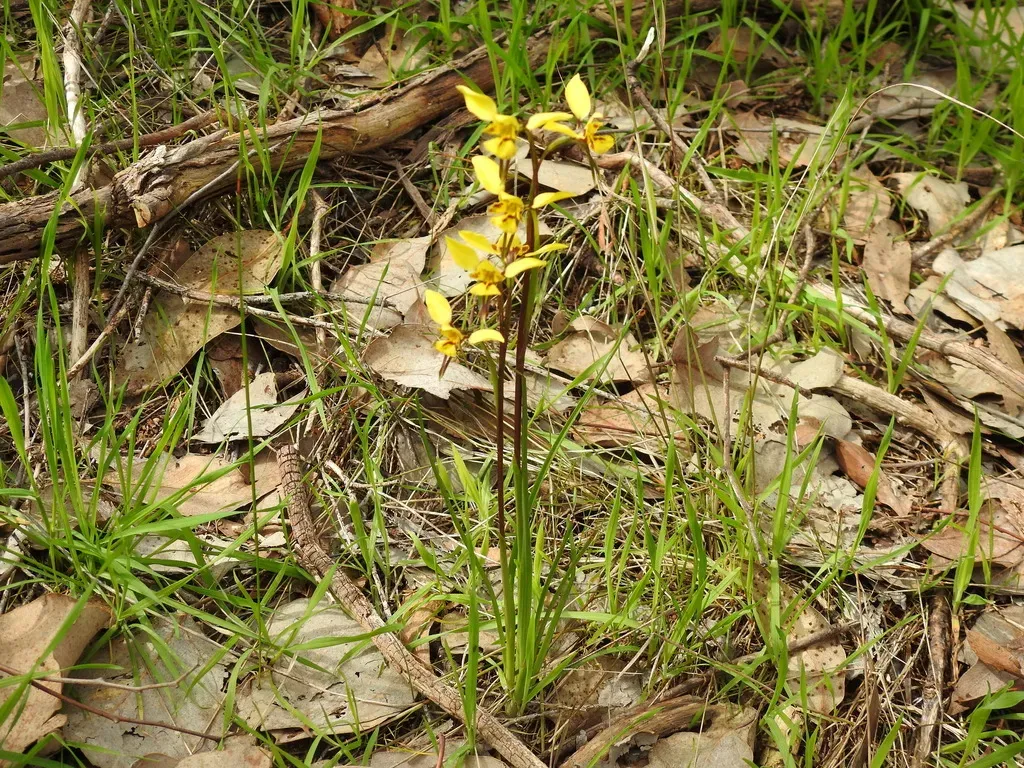 Diuris Pardina × Chryseopsis