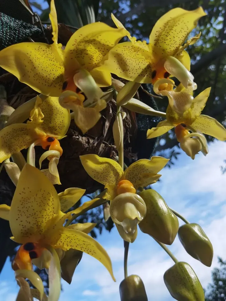 Stanhopea Wardii