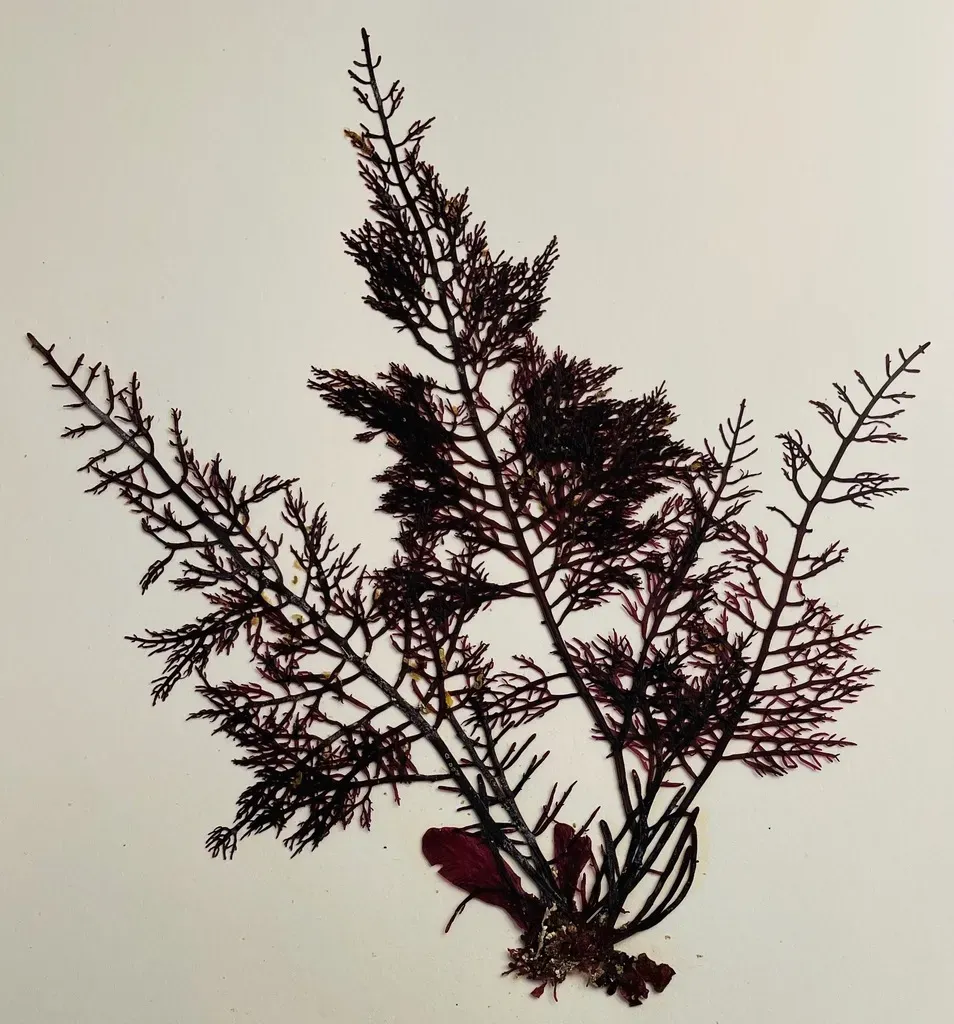 Gelidium Purpurascens