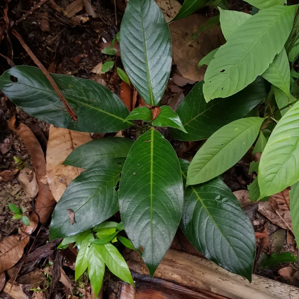 Psychotria Helferiana