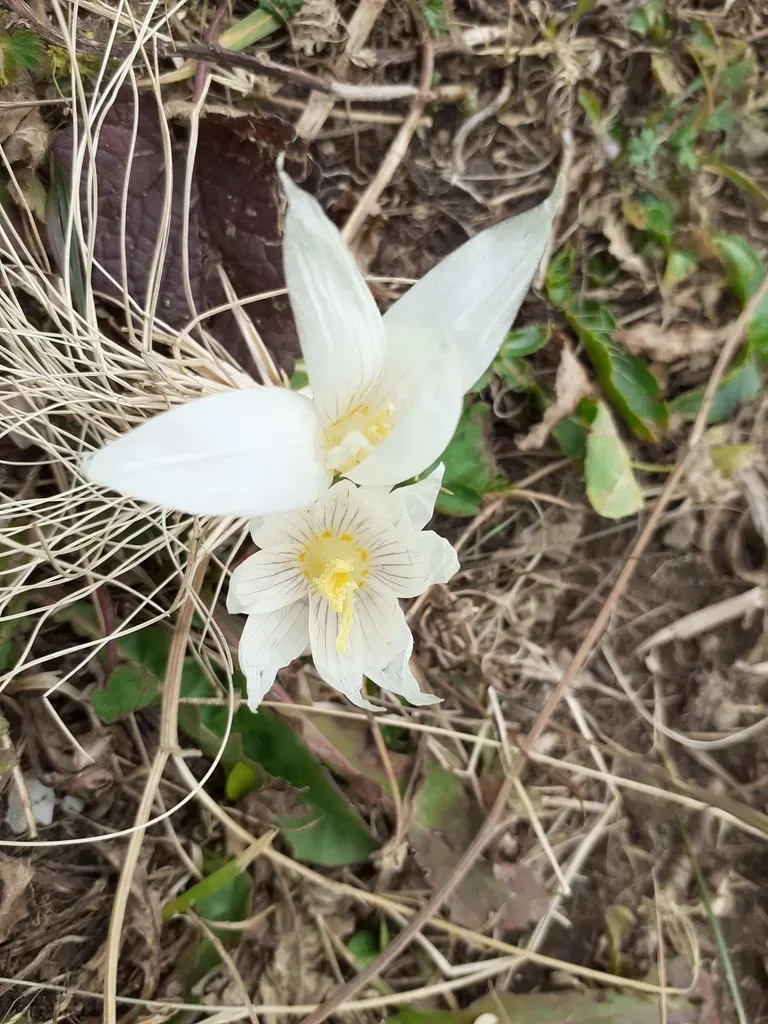 Crocus Vallicola