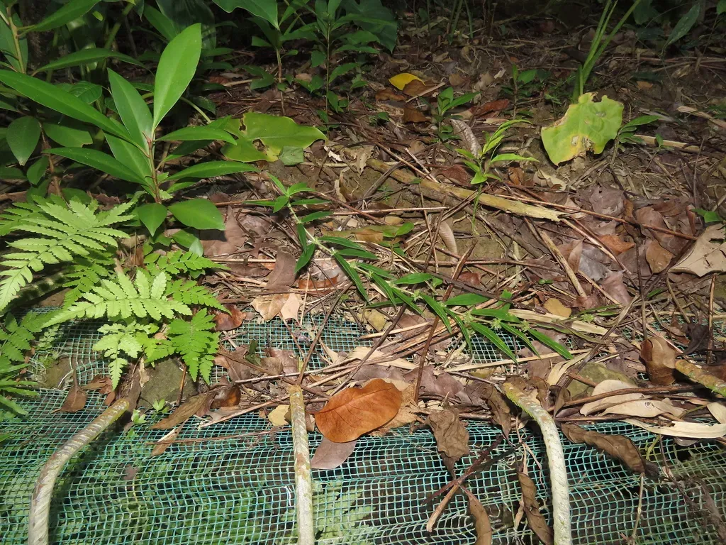 Scleromitrion Verticillatum