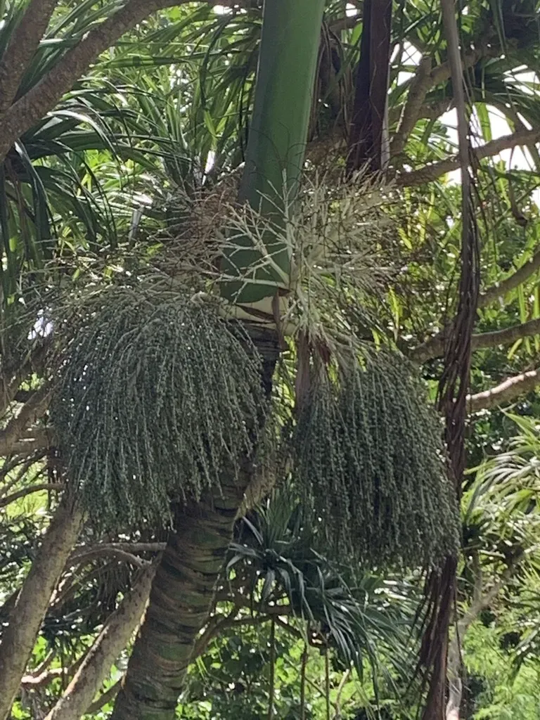 Clinostigma Savoryanum