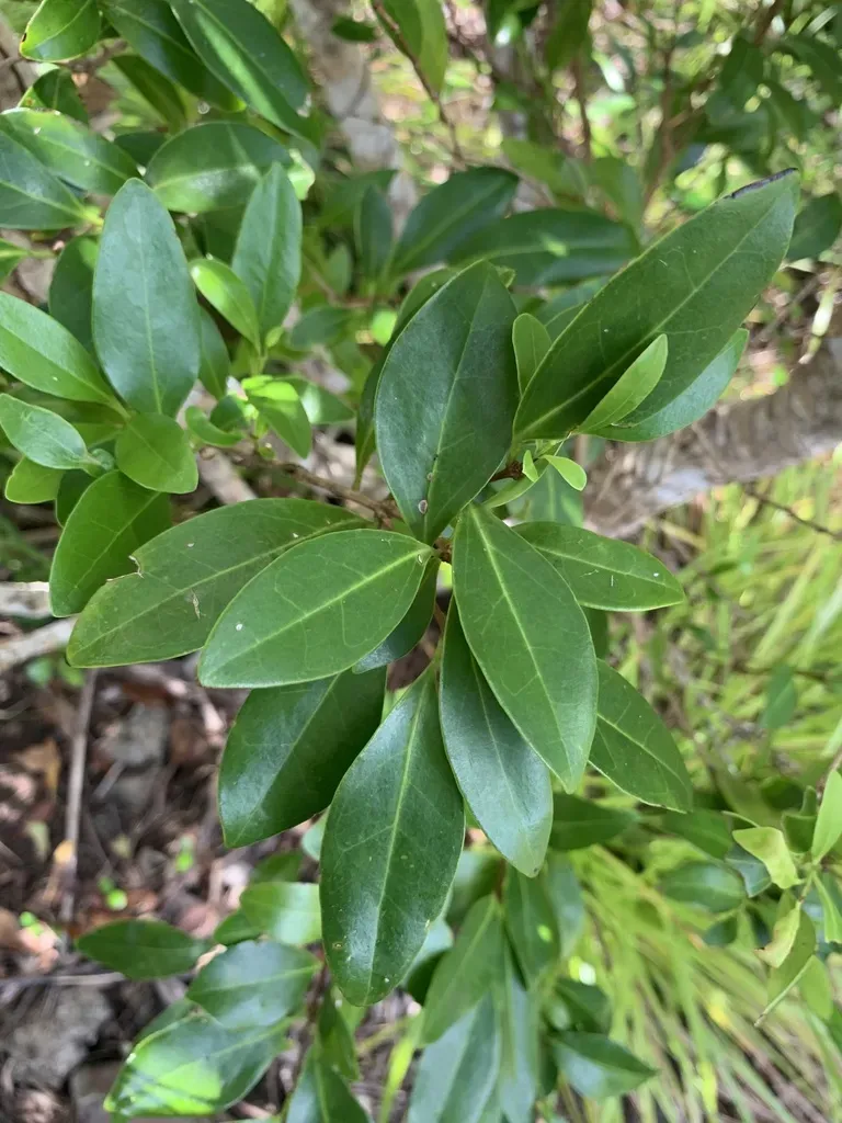 Ligustrum Micranthum