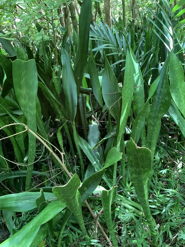 Sansevieria Nilotica