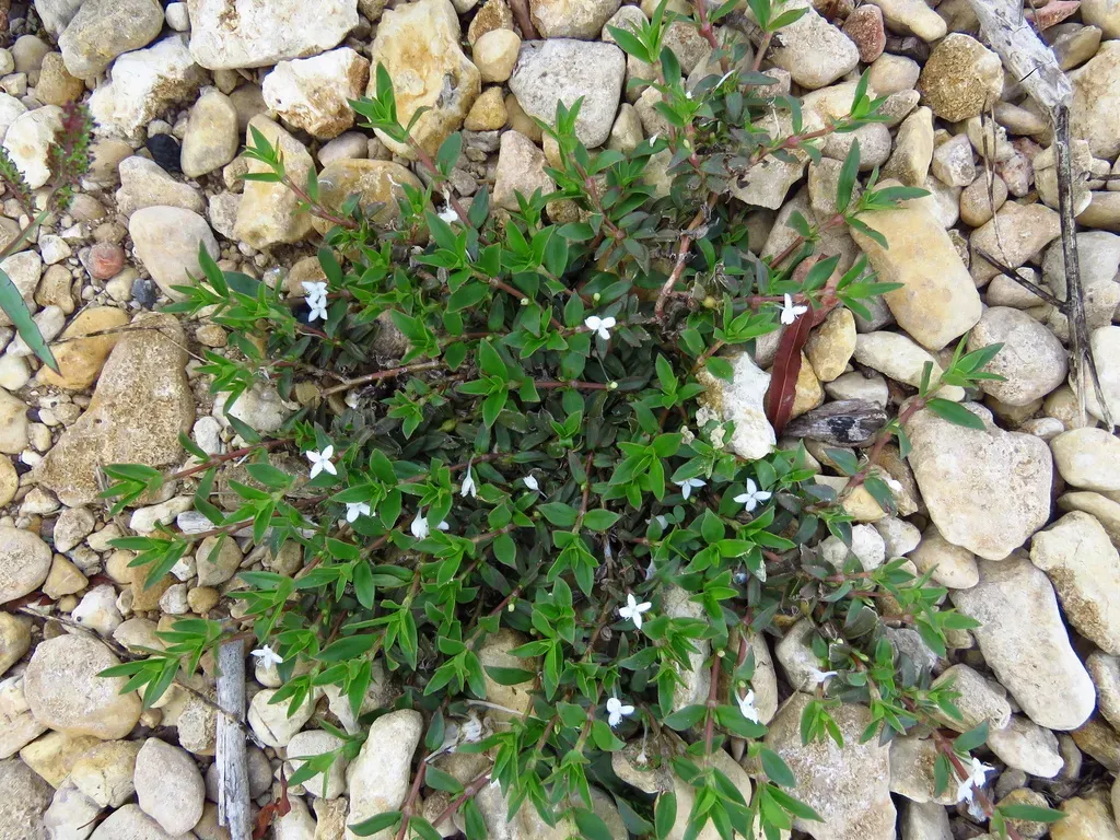 Harper's Buttonweed