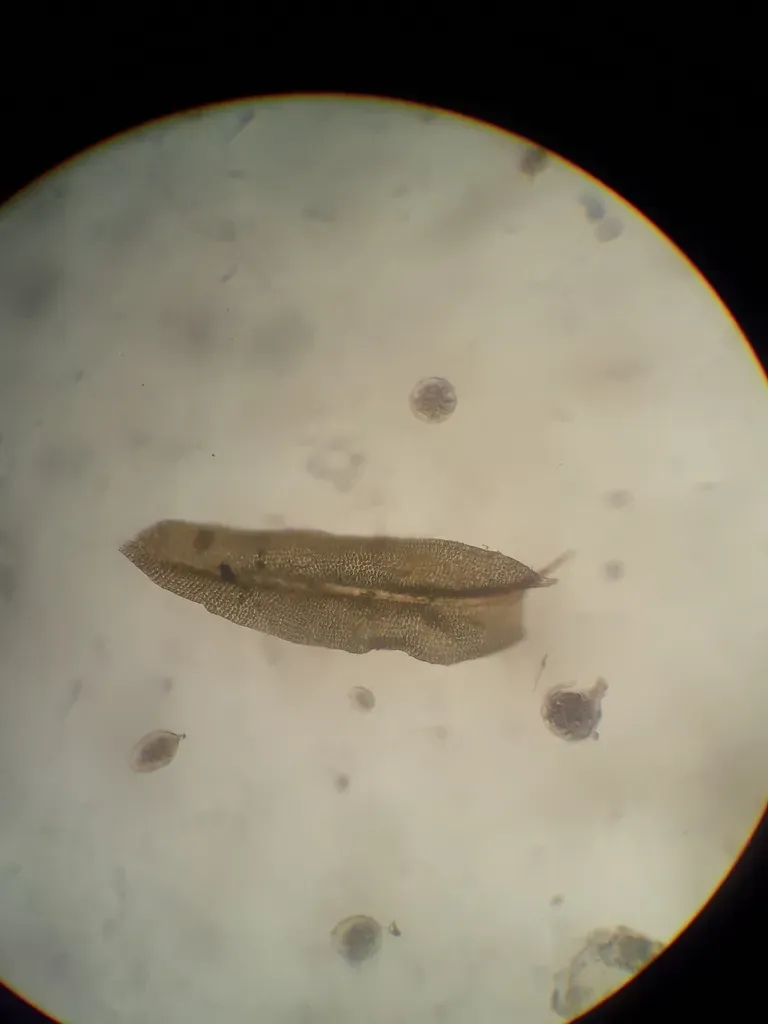 Zygodon Obtusifolius