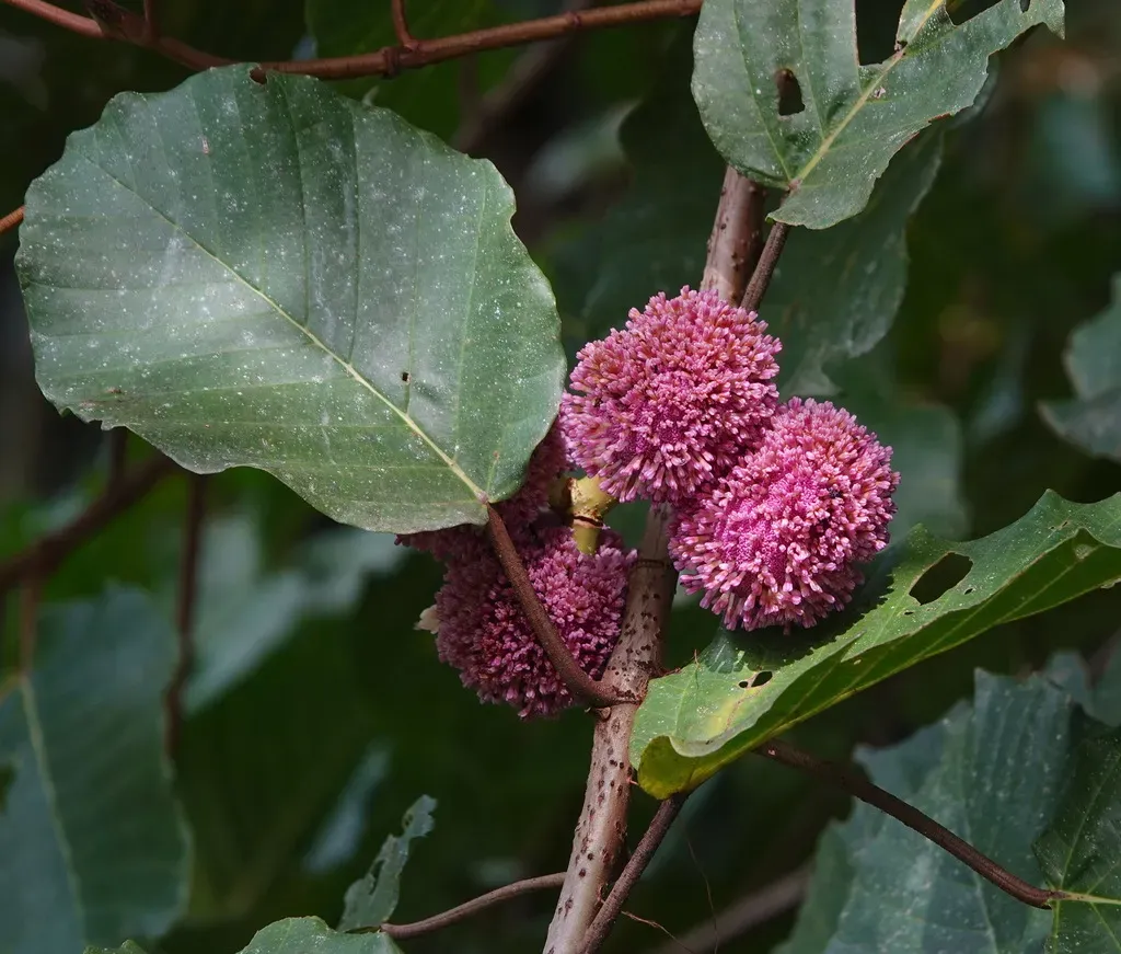 Poikilospermum Suaveolens