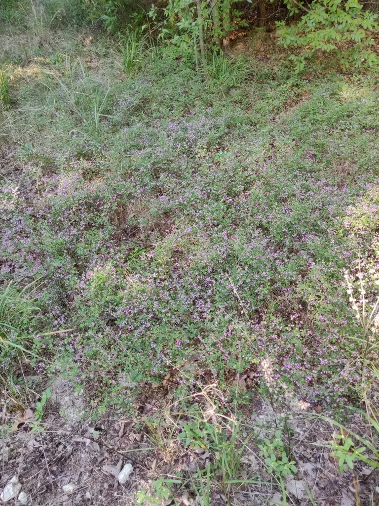 Texas Lespedeza