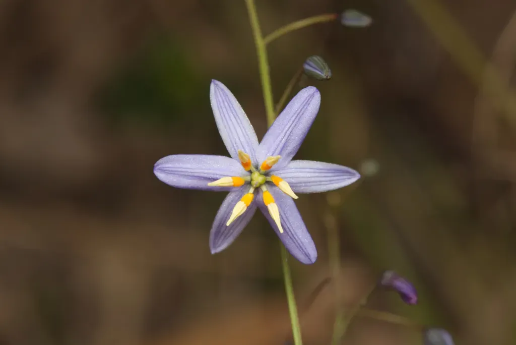 Northern Vanilla Lily