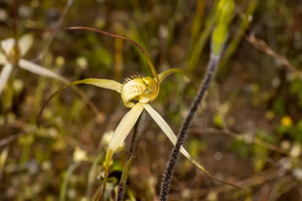 Caladenia Zephyra