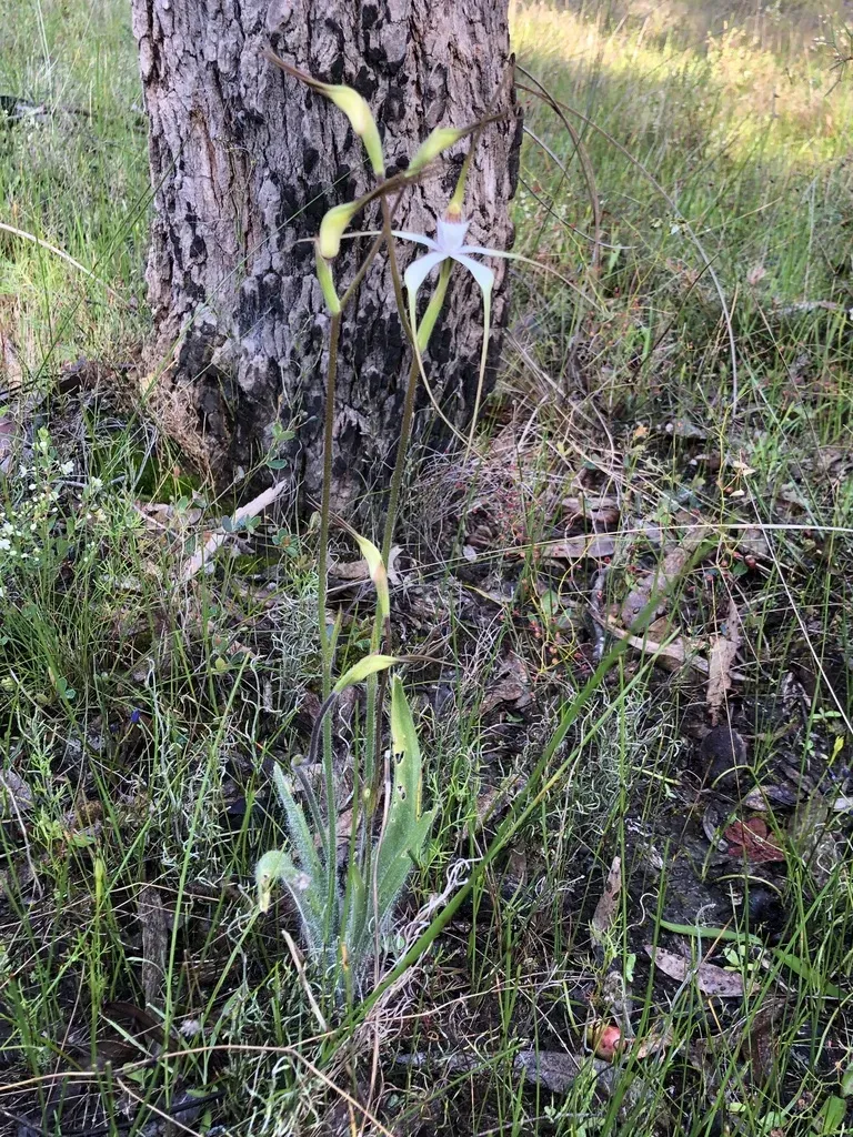 Splendid Spider Orchid