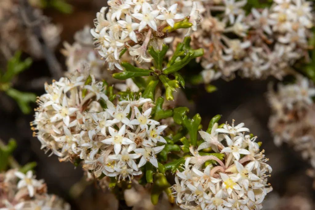 Wedge-leaved Pomaderris