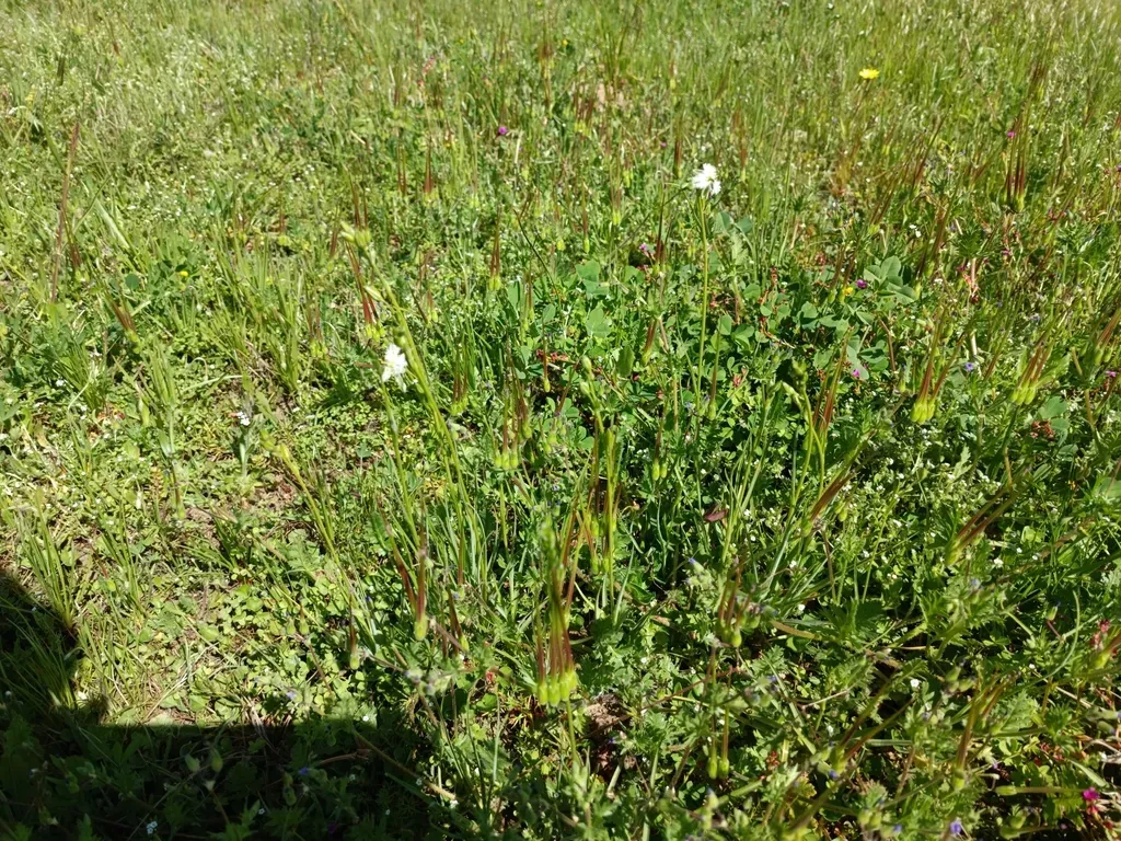 Trichopetalum Plumosum