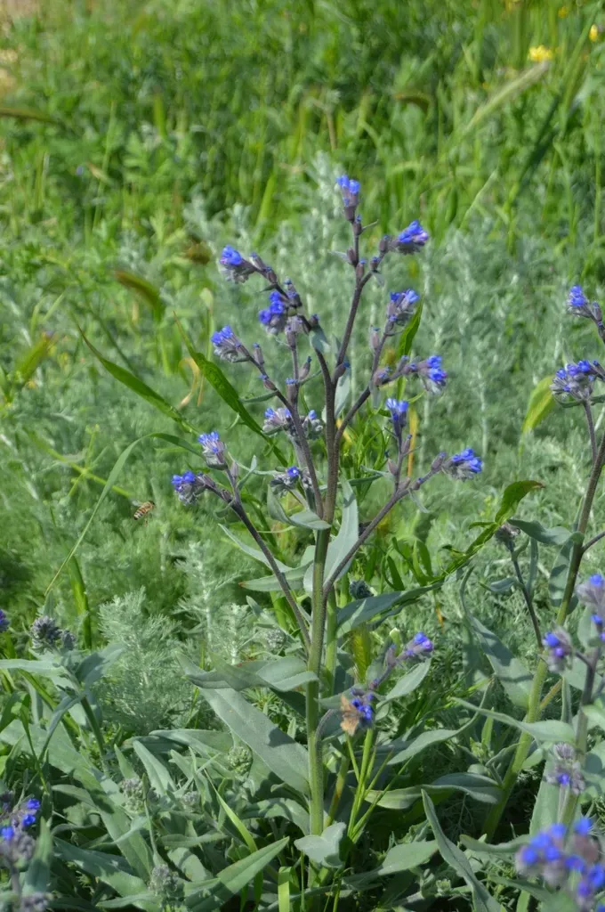 Anchusa Leptophylla