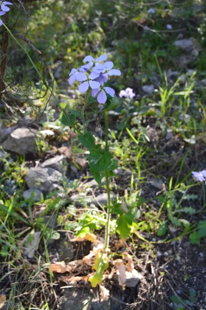 Hesperis Steveniana