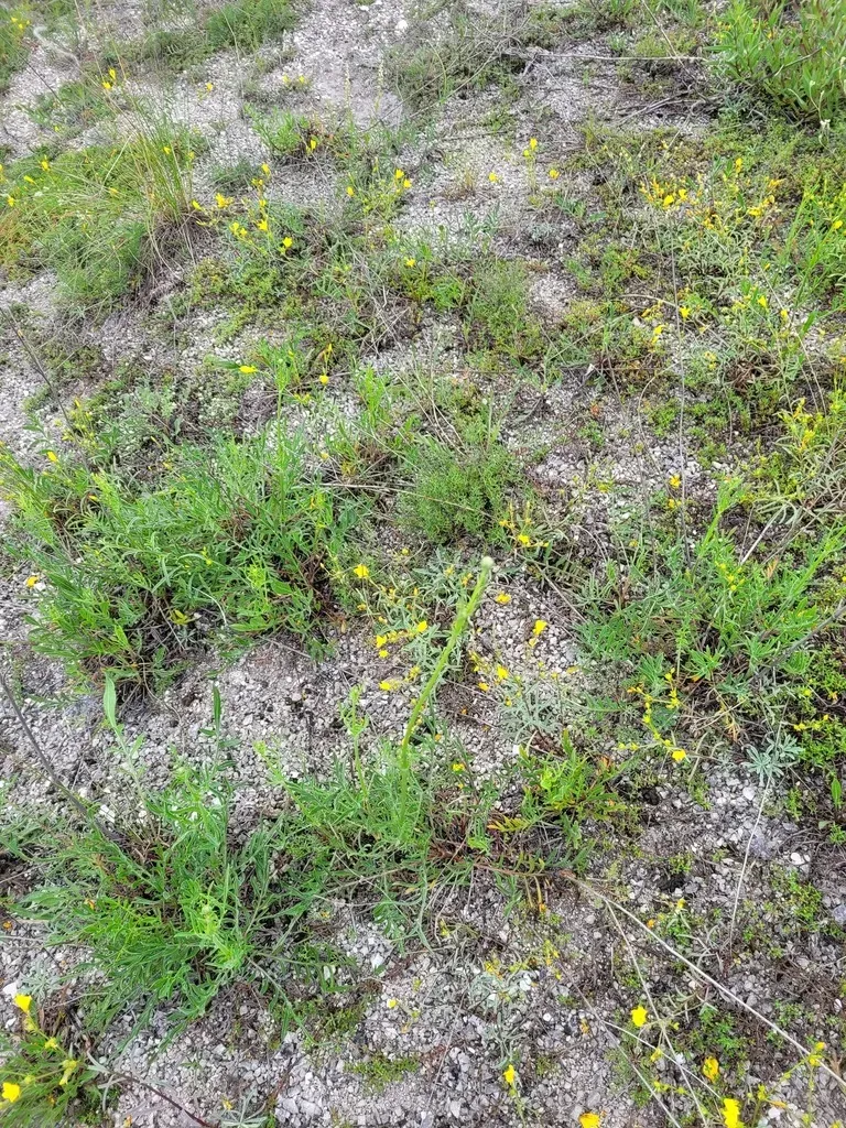 Cephalaria Uralensis