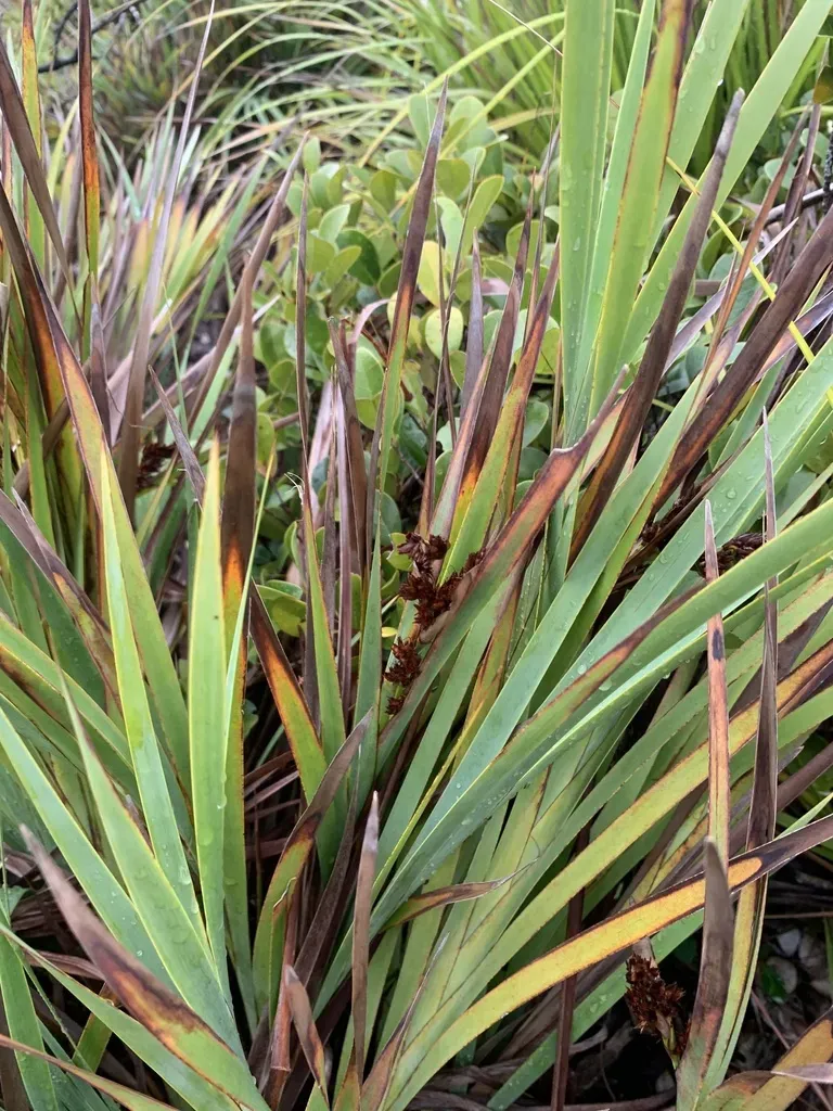 Machaerina Glomerata