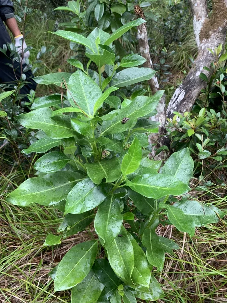 Geniostoma Fagraeoides