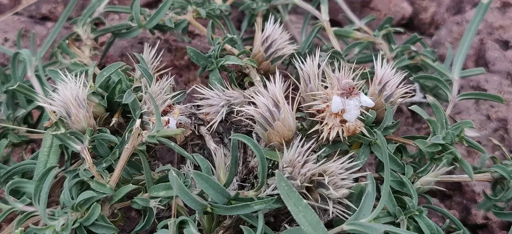 Lepidagathis Trinervis