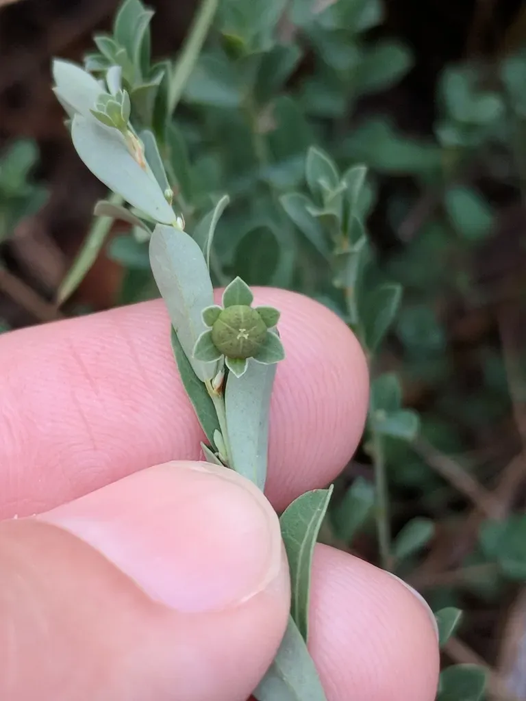 Smartweed Leaf-flower