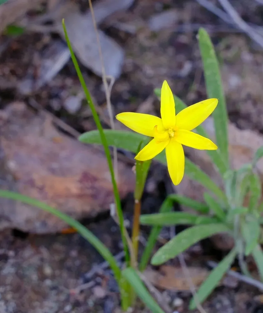 Pauridia Occidentalis
