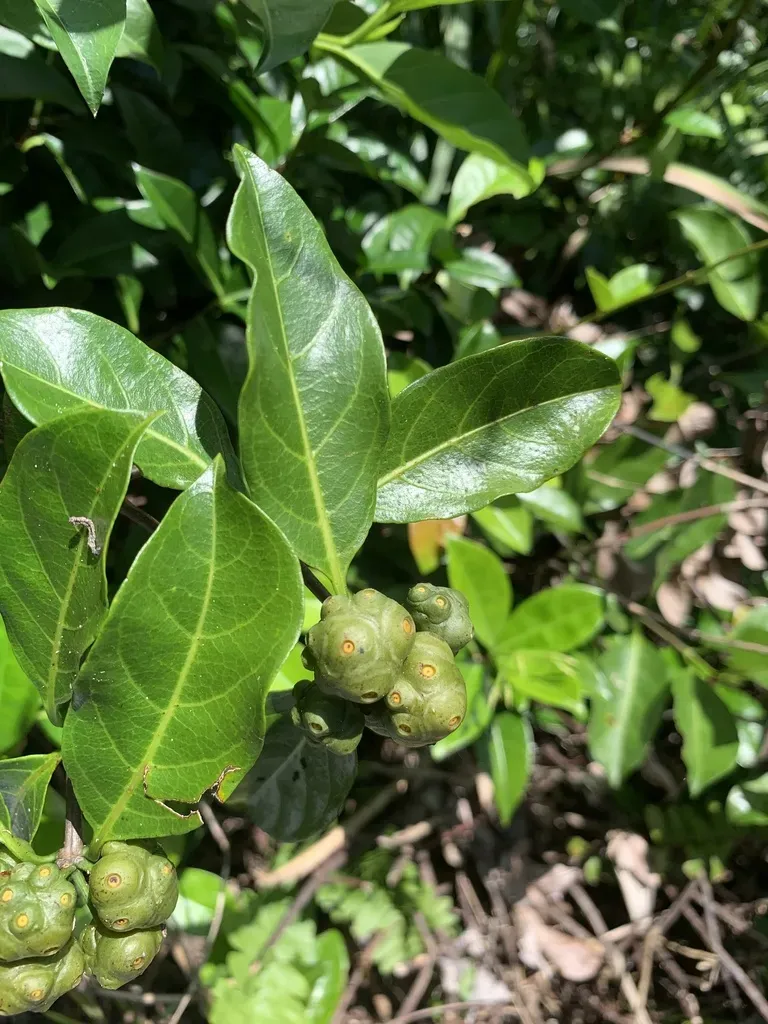 Gynochthodes Boninensis