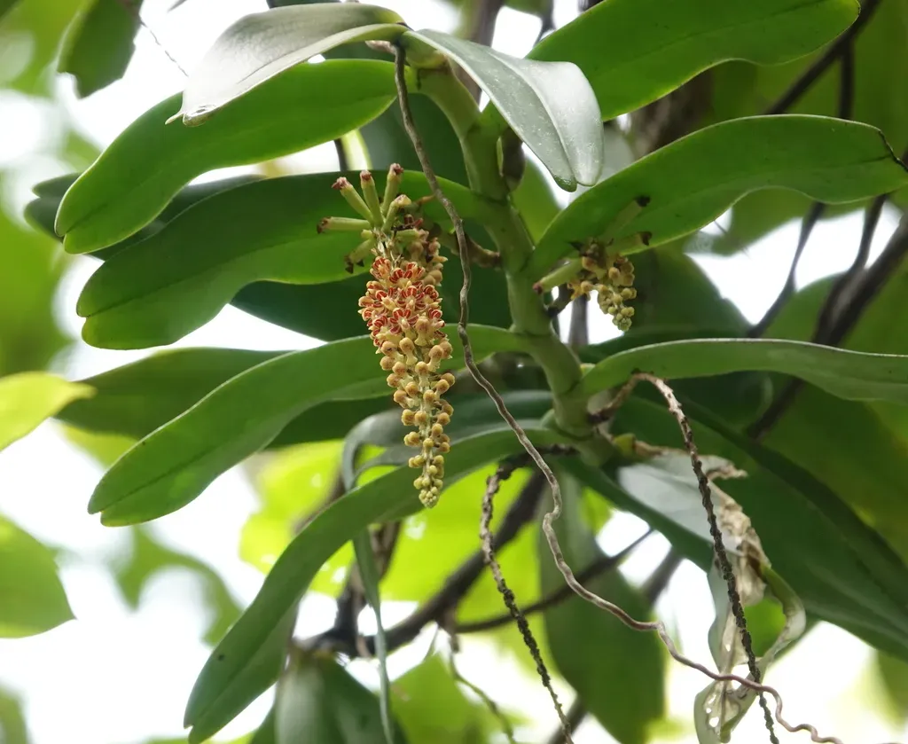 Robiquetia Spathulata