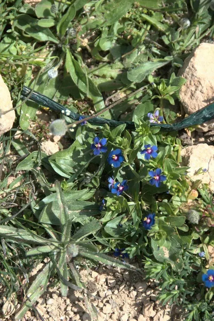 Blue Scarlet Pimpernel