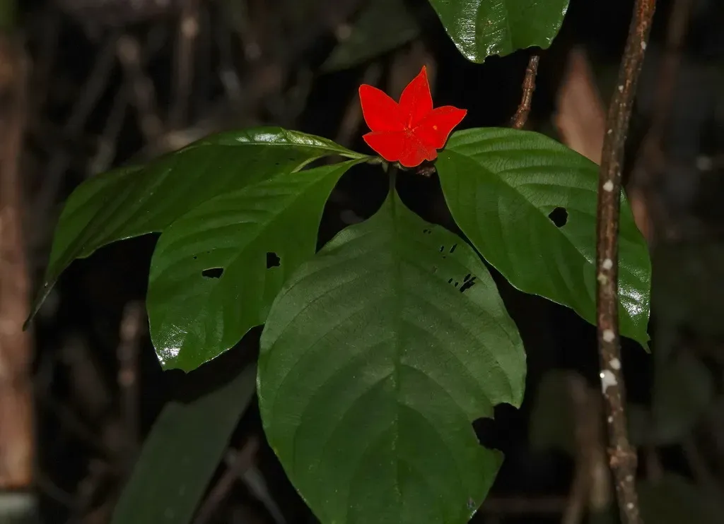 Mussaenda Maingayi