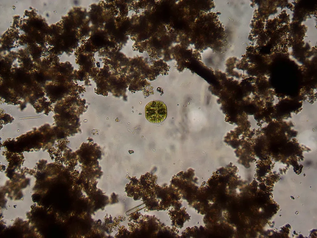 Micrasterias Truncata