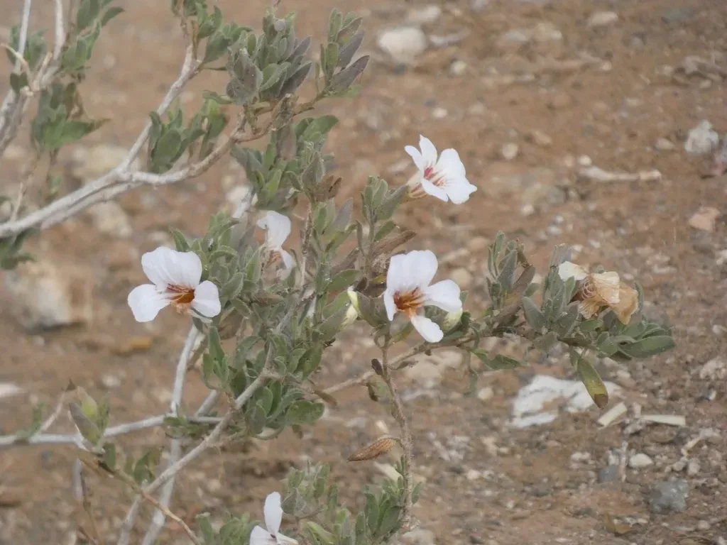 Petalidium Aromaticum