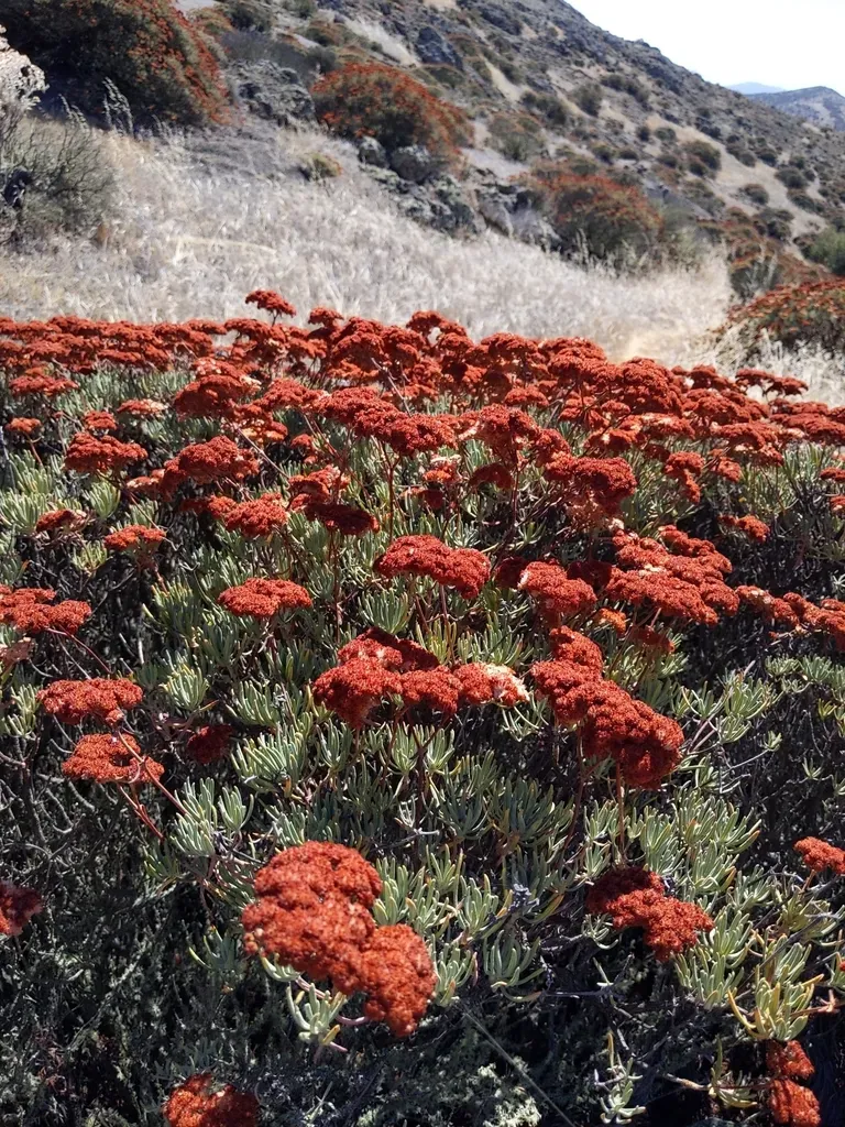 Santa Cruz Island Buckwheat