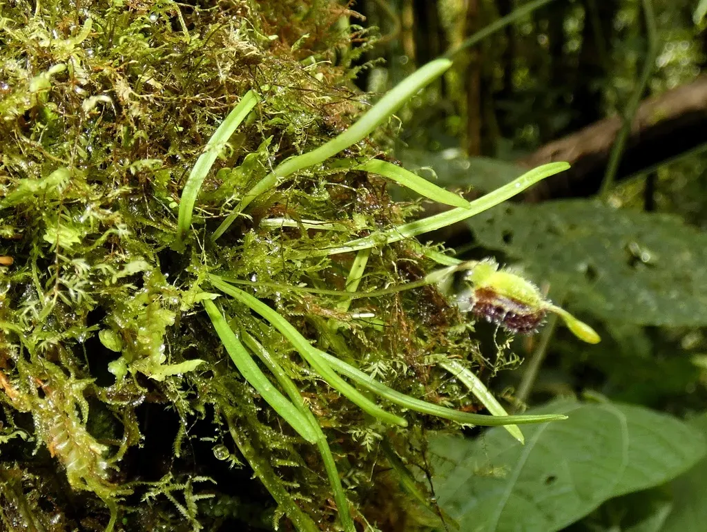 Diodonopsis Erinacea